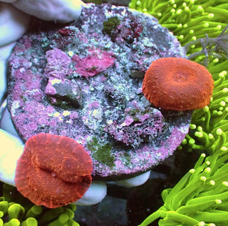 WYSIWYG 5 Red Velvet Mushroom Polyp
