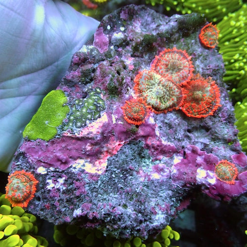 WYSIWYG 145 Forest Fire Mushroom Colony