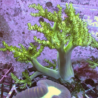 WYSIWYG 35 Green Kenya Tree