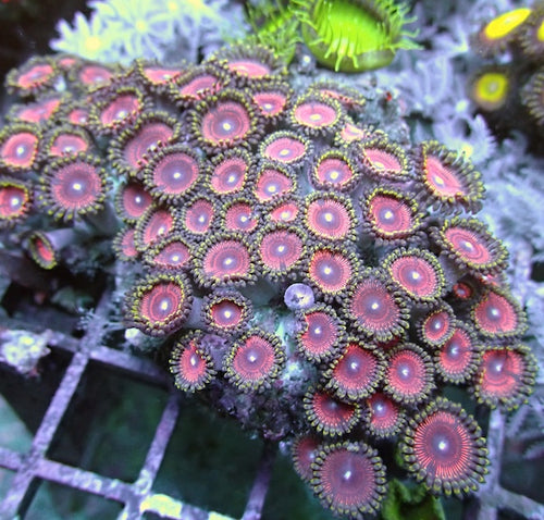WYSIWYG 258 Pink Zoa Colony