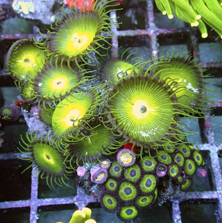 WYSIWYG 135 Orbitron Zoa/Green Palythoa