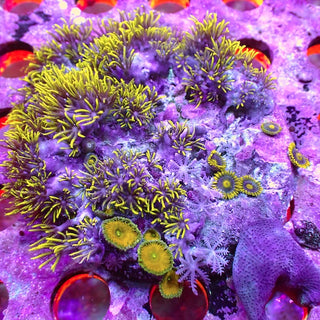 WYSIWYG 207 Star Polyp/Mushroom/Zoa Garden