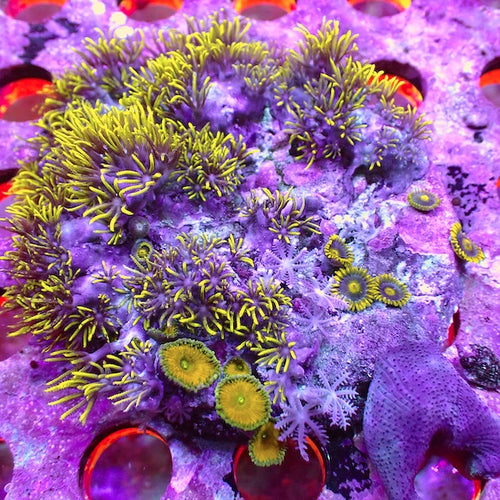WYSIWYG 207 Star Polyp/Mushroom/Zoa Garden