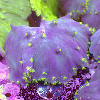 WYSIWYG 22 RARE Flying Saucer Cabbage Coral