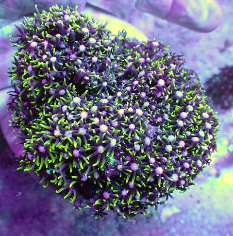 WYSIWYG 22 White Centre Star Polyp Colony