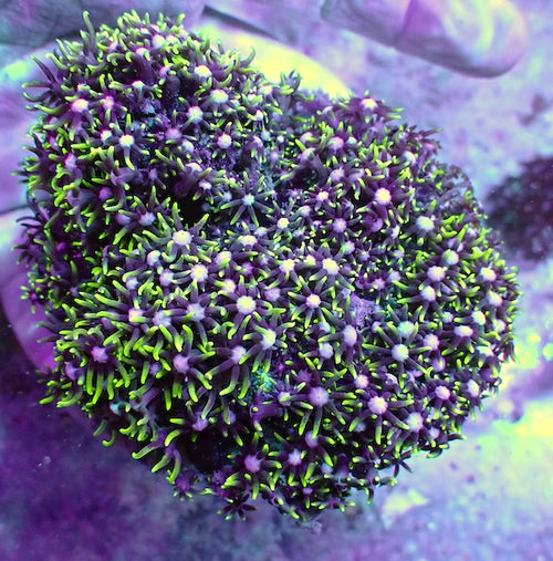 WYSIWYG 22 White Centre Star Polyp Colony