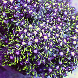 WYSIWYG 22 White Centre Star Polyp Colony