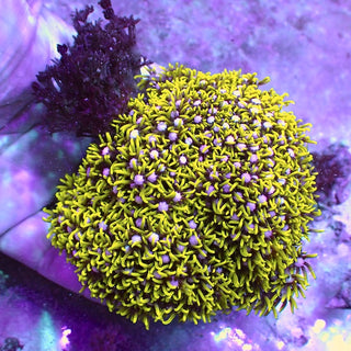 WYSIWYG 43 Metallic Green Star Polyp Colony