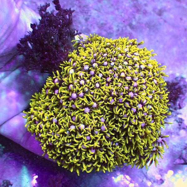 WYSIWYG 43 Metallic Green Star Polyp Colony