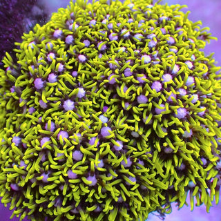 WYSIWYG 43 Metallic Green Star Polyp Colony