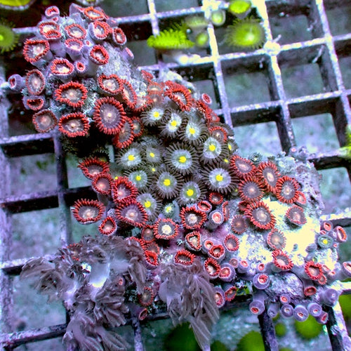 WYSIWYG 168 Zoa Garden
