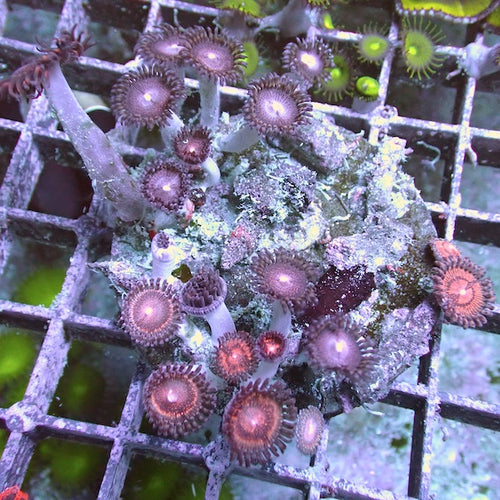WYSIWYG 170 Reverse Space Monster Zoa Colony