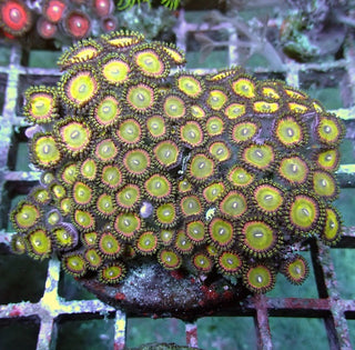 WYSIWYG 194 Candy Apple Pink Zoa Colony