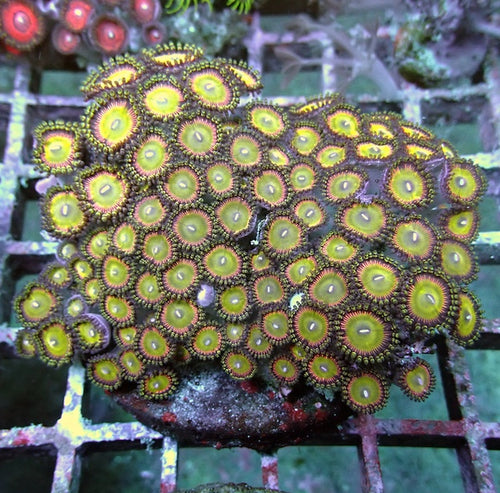 WYSIWYG 194 Candy Apple Pink Zoa Colony