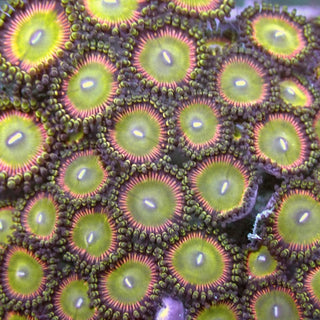 WYSIWYG 194 Candy Apple Pink Zoa Colony