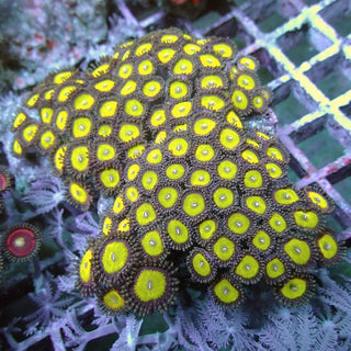 WYSIWYG 136 Candy Apple Zoa Colony