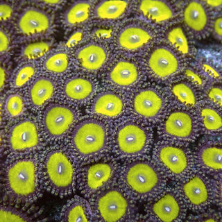 WYSIWYG 136 Candy Apple Zoa Colony