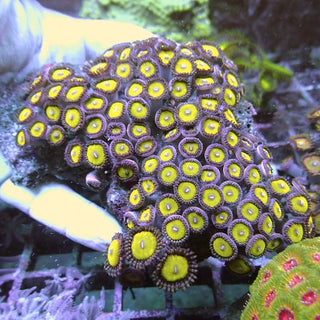 WYSIWYG 136 Candy Apple Zoa Colony