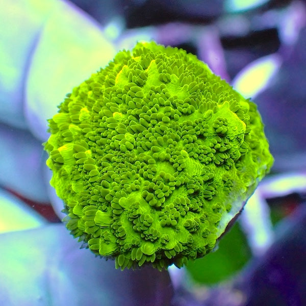 WYSIWYG 105 Fluoro Florida Acropora
