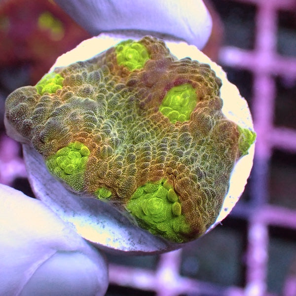 WYSIWYG 188 Demons Eye Chalice