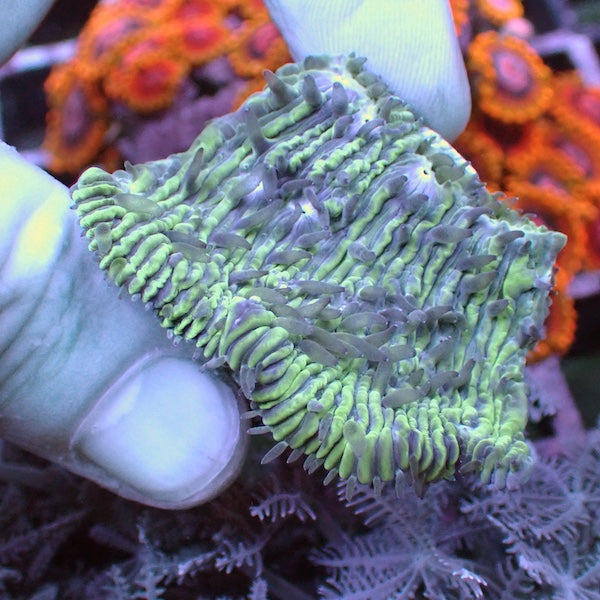 Aussie Blue Eye Lithophyllia Frag