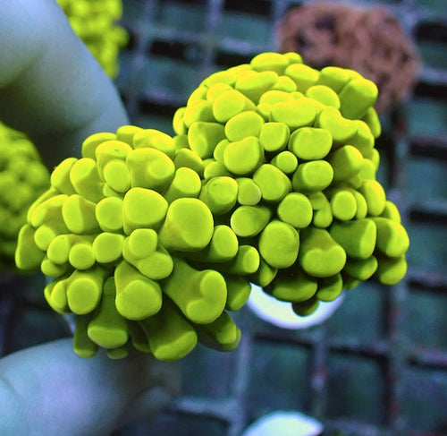 WYSIWYG 33 Yellow Gold Branching Hammer 2 Polyps