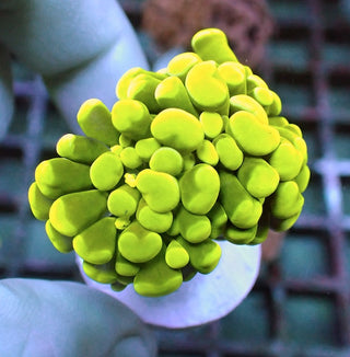 WYSIWYG 62 Yellow Branching Hammer 1 Polyp