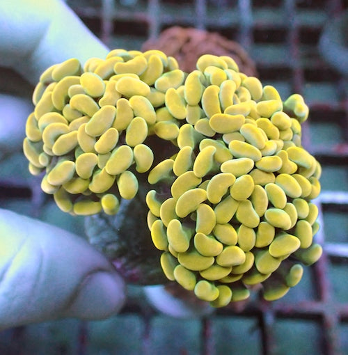 WYSIWYG 190 Orange Gold Branching Hammer 3 Fused Polyps