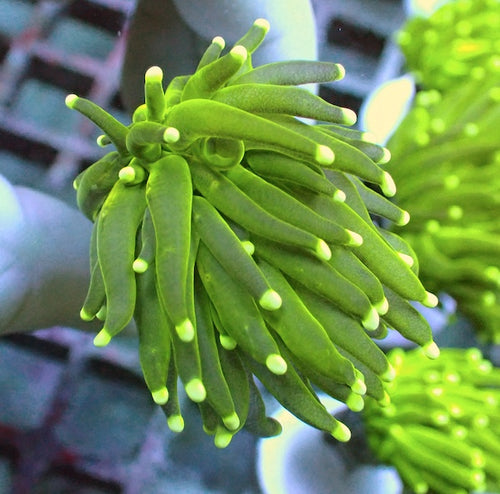 WYSIWYG 402 Fluoro Green Torch 1 Polyp