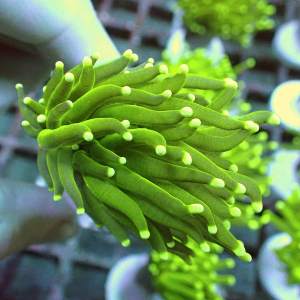 WYSIWYG 403 Fluoro Green Torch 1 Polyp