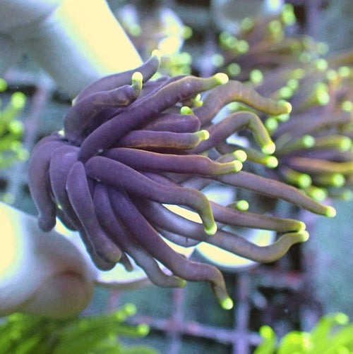 WYSIWYG 12 Dragon Soul Torch 1 Polyp