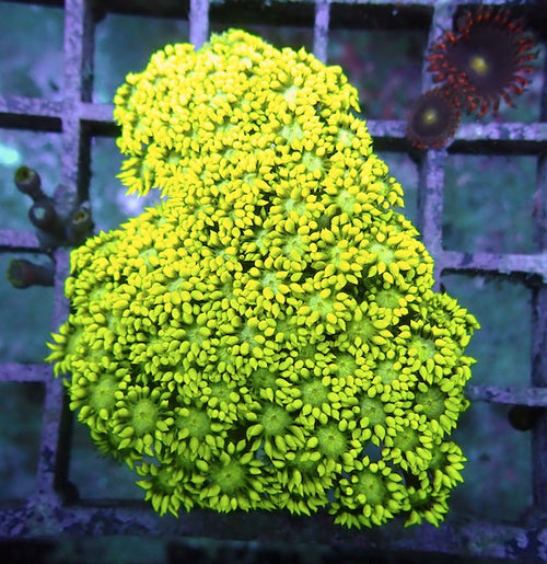 WYSIWYG 304 Green Long Tentacle Goniopora Colony