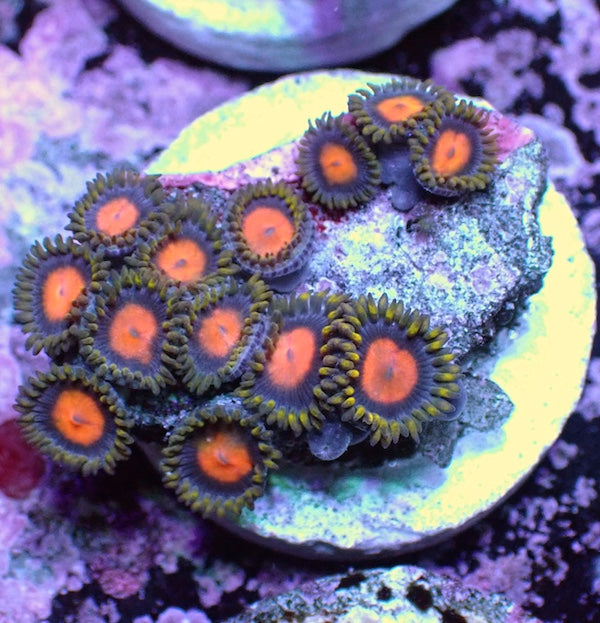 WYSIWYG 198 Mini Zoa Garden