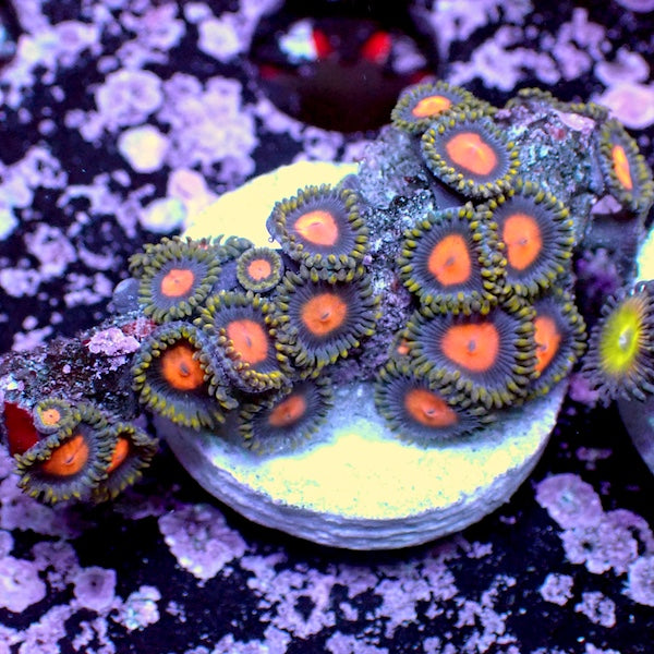 WYSIWYG 152 Mini Zoa Garden
