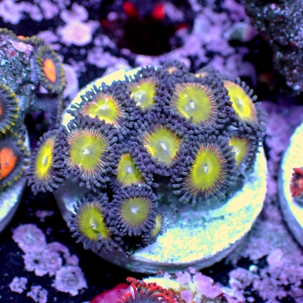 WYSIWYG 139 Mini Zoa Garden