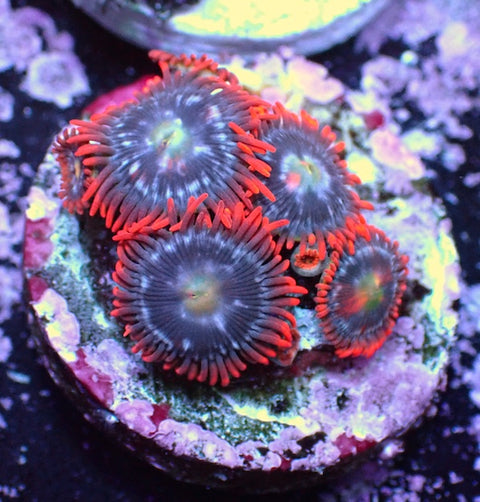 WYSIWYG 124 Mini Zoa Garden