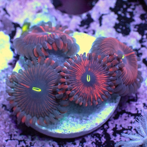 WYSIWYG 122 Red People Eater Zoa