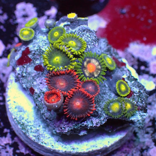 WYSIWYG 133 Mini Zoa Garden