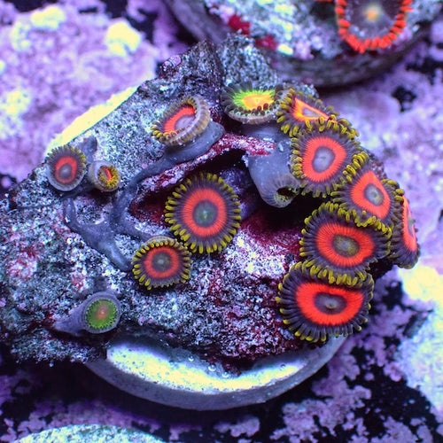 WYSIWYG 123 Mini Zoa Garden