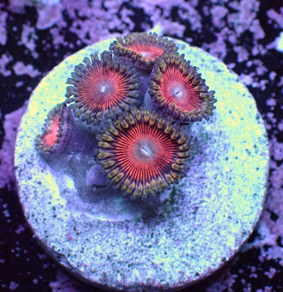 WYSIWYG 96 Mini Zoa