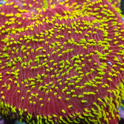 Freak Hair Pavona
