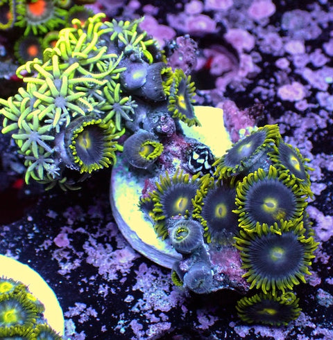 WYSIWYG 357 Mini Zoa Garden