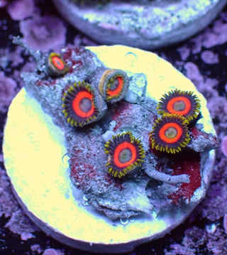 WYSIWYG 141 Mini Zoa Garden