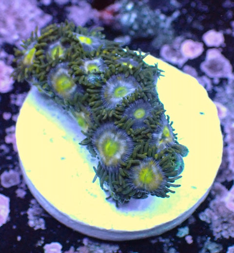 WYSIWYG 123 Mini Zoa Garden