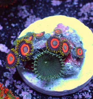 WYSIWYG 358 Mini Zoa Garden