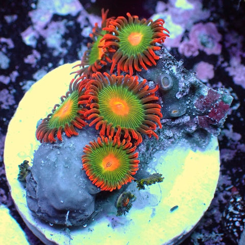 WYSIWYG 359 Mini Zoa Garden