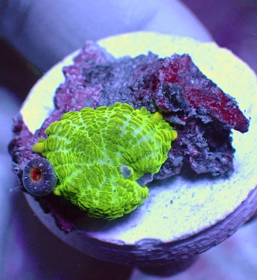 WYSIWYG 10 Fluoro Green Rhodactis Mushroom