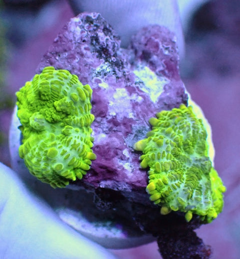 WYSIWYG 9 Fluoro Green Rhodactis Mushroom