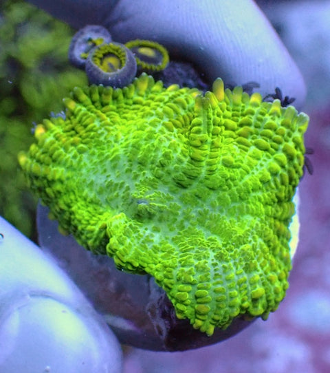 WYSIWYG 12 Fluoro Green Rhodactis Mushroom