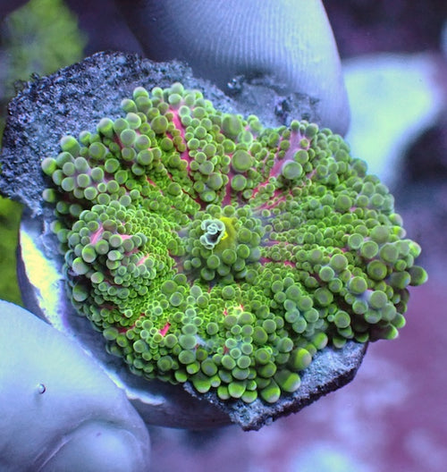WYSIWYG 58 Green/Pink Ricordea yuma Polyp